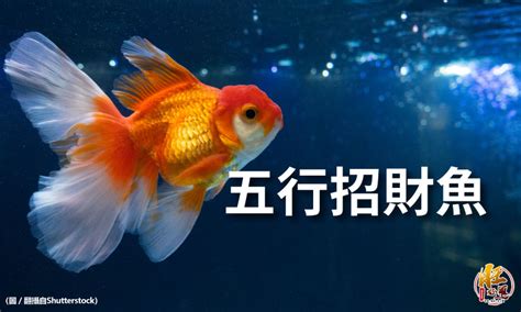 風水 魚 數量